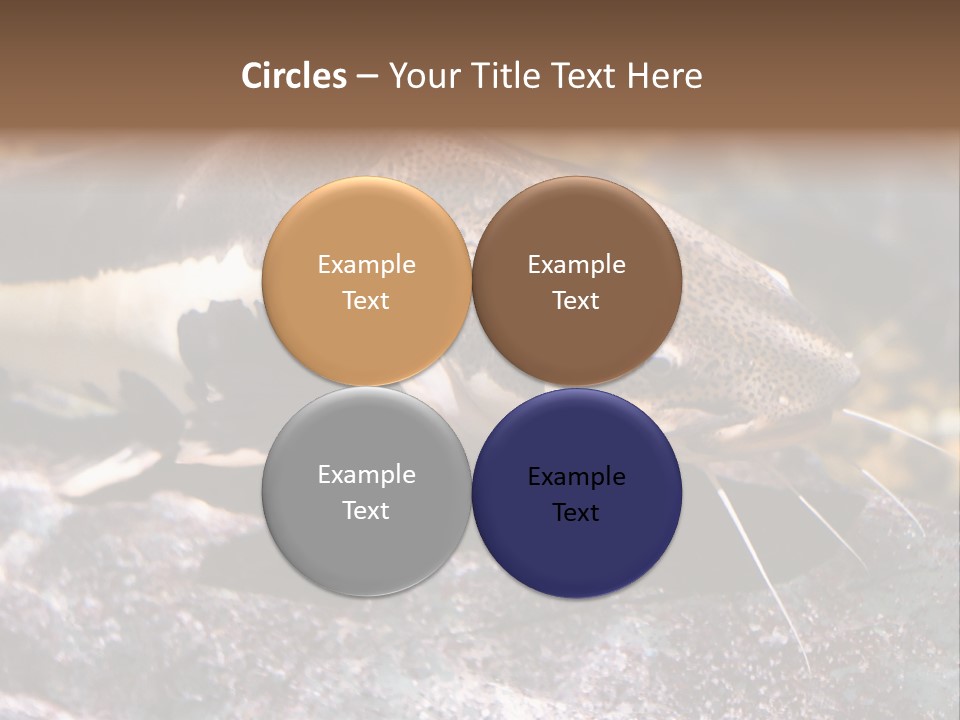 Close Up Of A Large Catfish PowerPoint Template