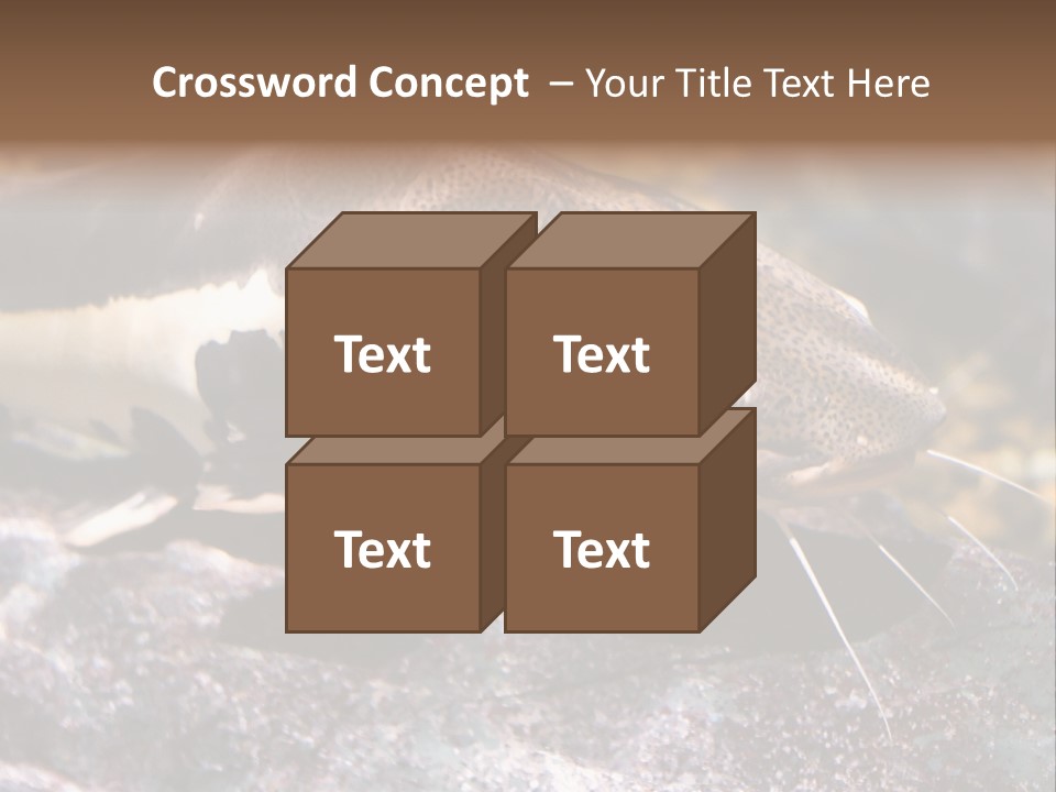 Close Up Of A Large Catfish PowerPoint Template