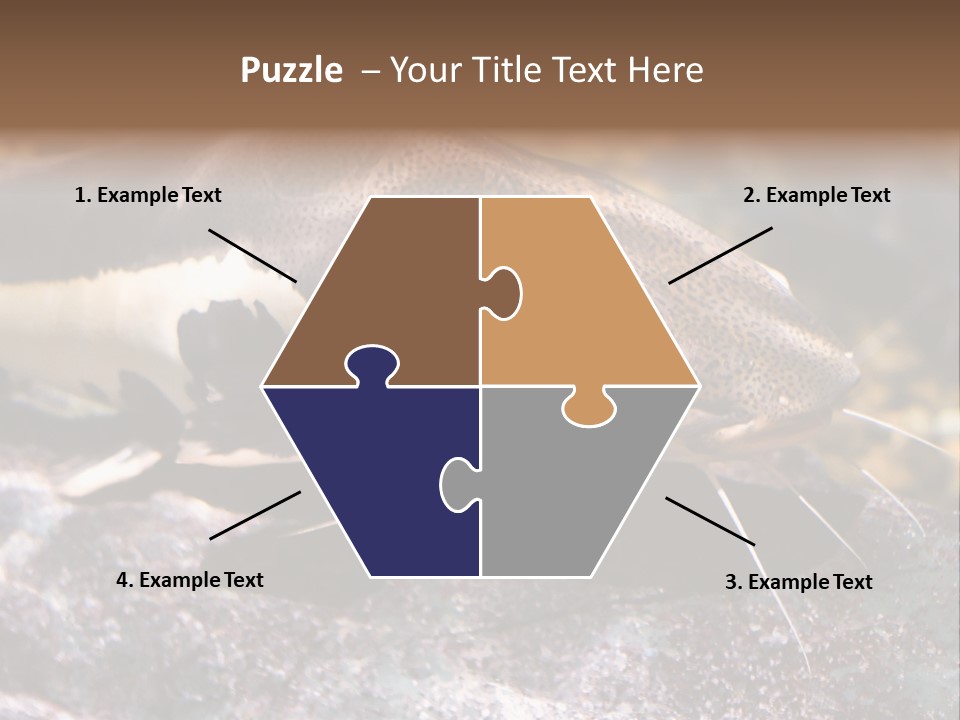 Close Up Of A Large Catfish PowerPoint Template