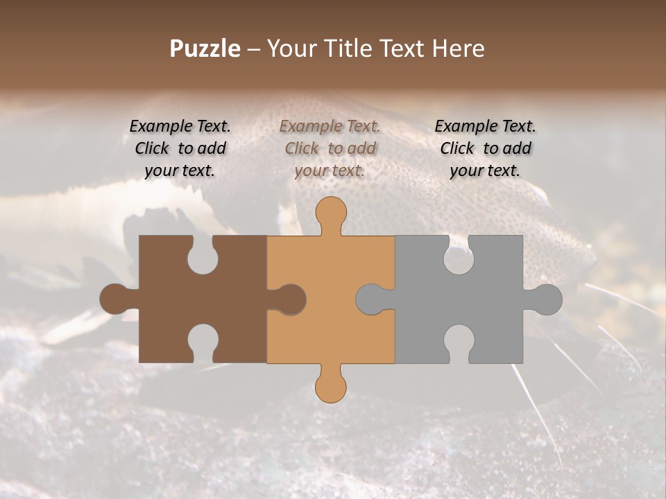 Close Up Of A Large Catfish PowerPoint Template