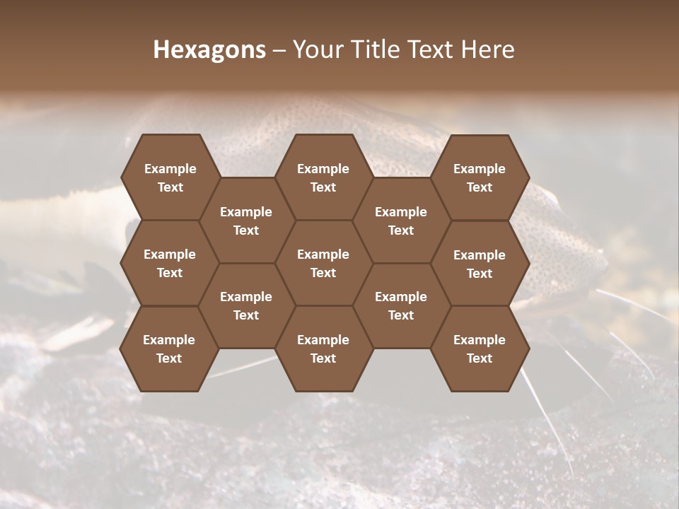 Close Up Of A Large Catfish PowerPoint Template