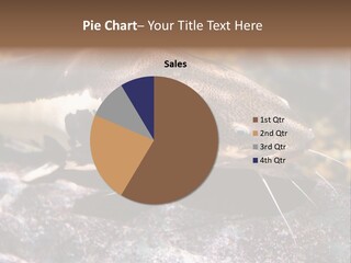 Close Up Of A Large Catfish PowerPoint Template