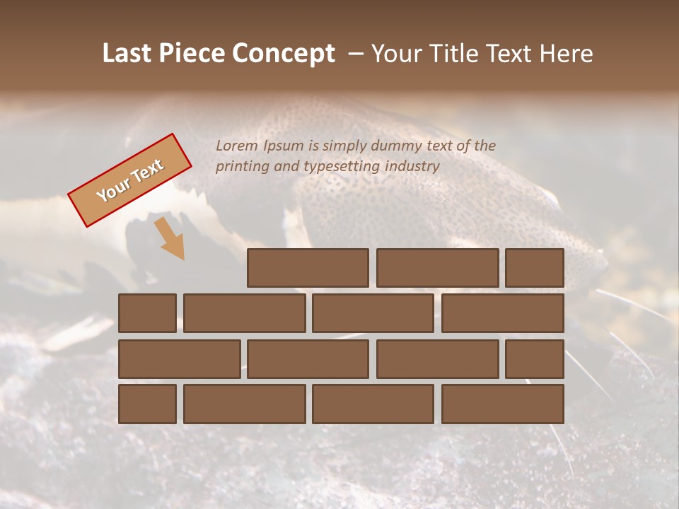 Close Up Of A Large Catfish PowerPoint Template