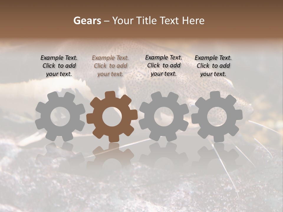 Close Up Of A Large Catfish PowerPoint Template