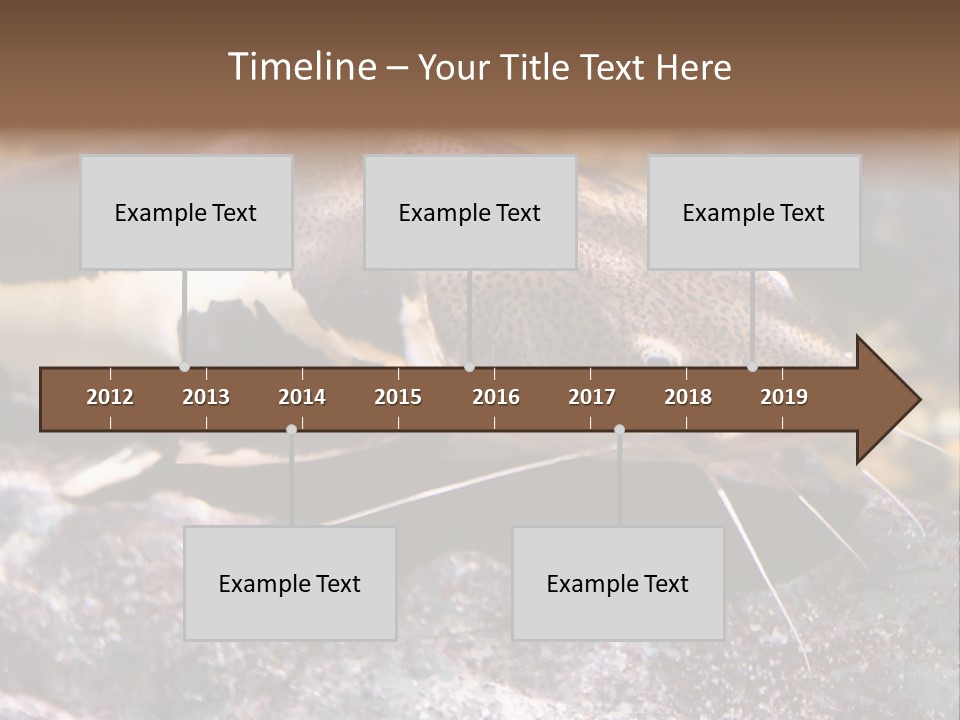 Close Up Of A Large Catfish PowerPoint Template