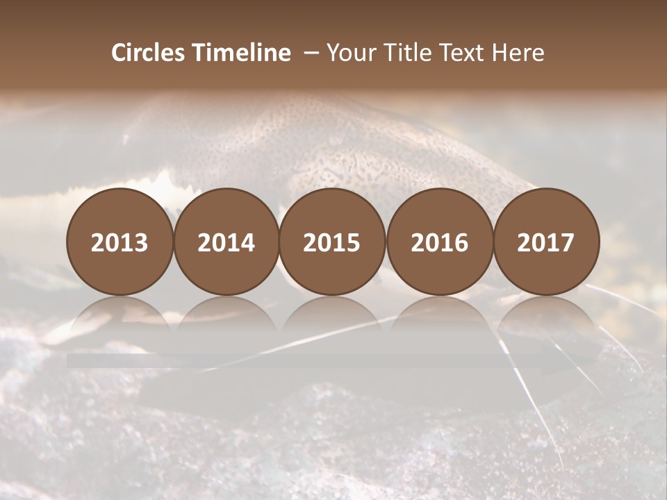 Close Up Of A Large Catfish PowerPoint Template