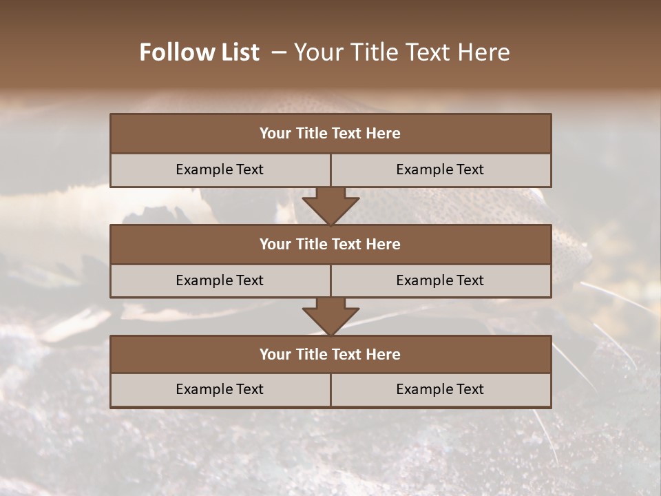 Close Up Of A Large Catfish PowerPoint Template