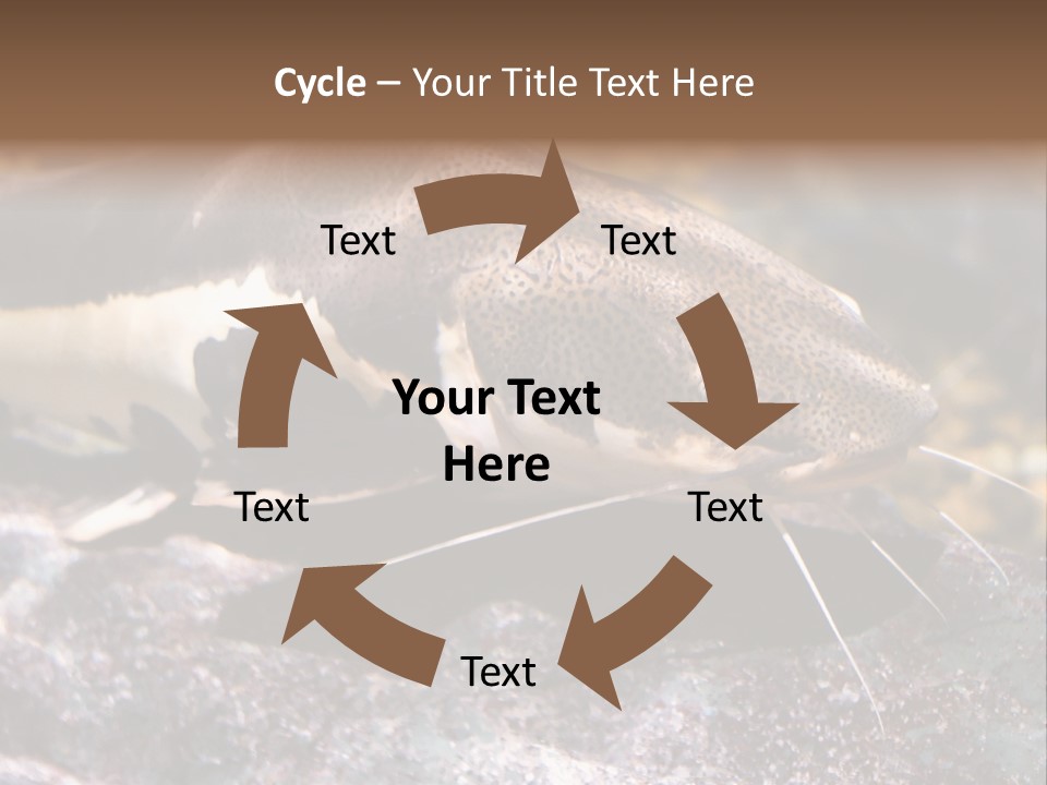 Close Up Of A Large Catfish PowerPoint Template