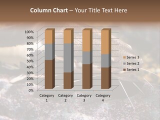 Close Up Of A Large Catfish PowerPoint Template