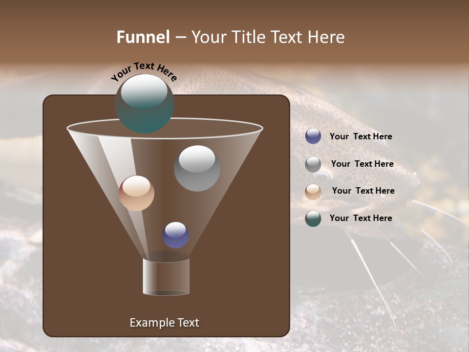 Close Up Of A Large Catfish PowerPoint Template