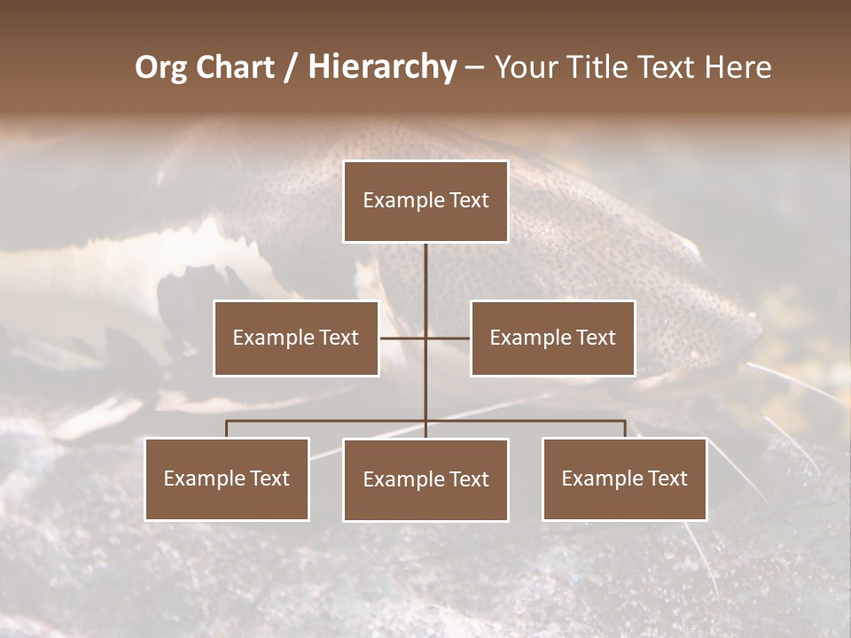 Close Up Of A Large Catfish PowerPoint Template