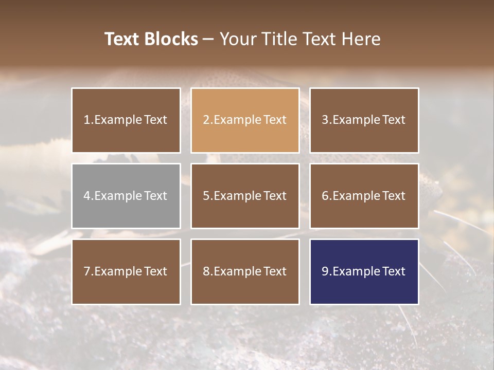 Close Up Of A Large Catfish PowerPoint Template