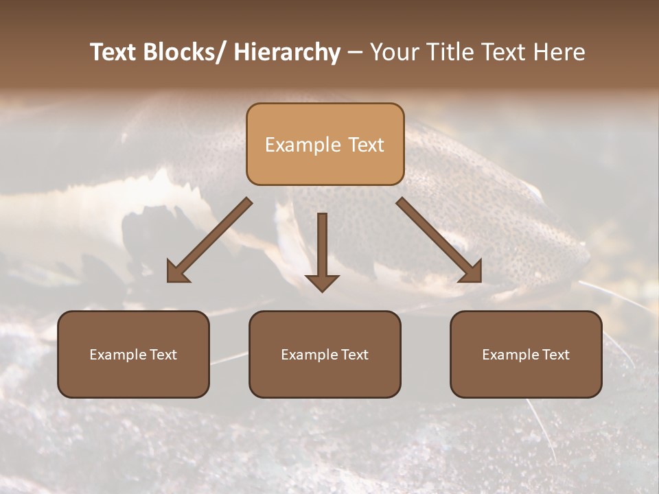 Close Up Of A Large Catfish PowerPoint Template