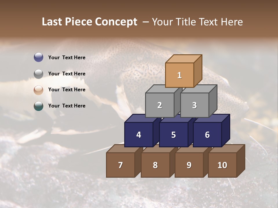 Close Up Of A Large Catfish PowerPoint Template