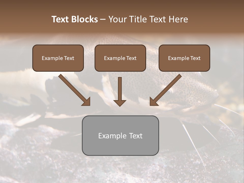 Close Up Of A Large Catfish PowerPoint Template