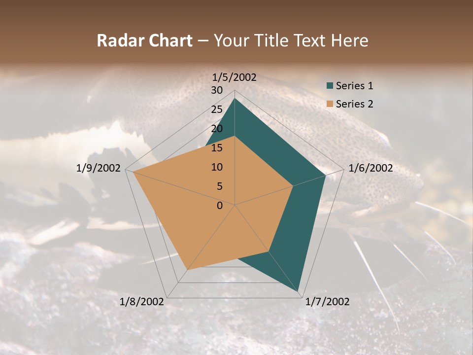 Close Up Of A Large Catfish PowerPoint Template