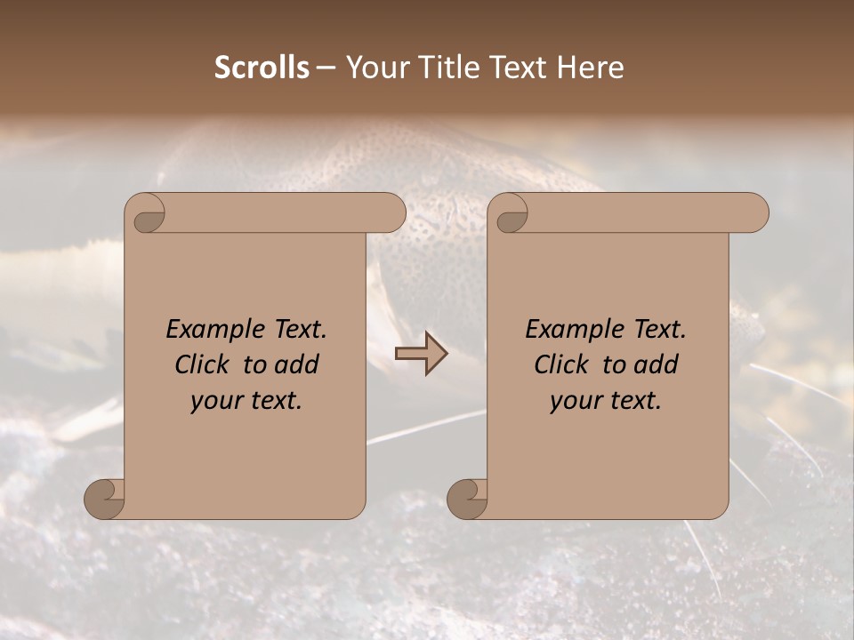 Close Up Of A Large Catfish PowerPoint Template