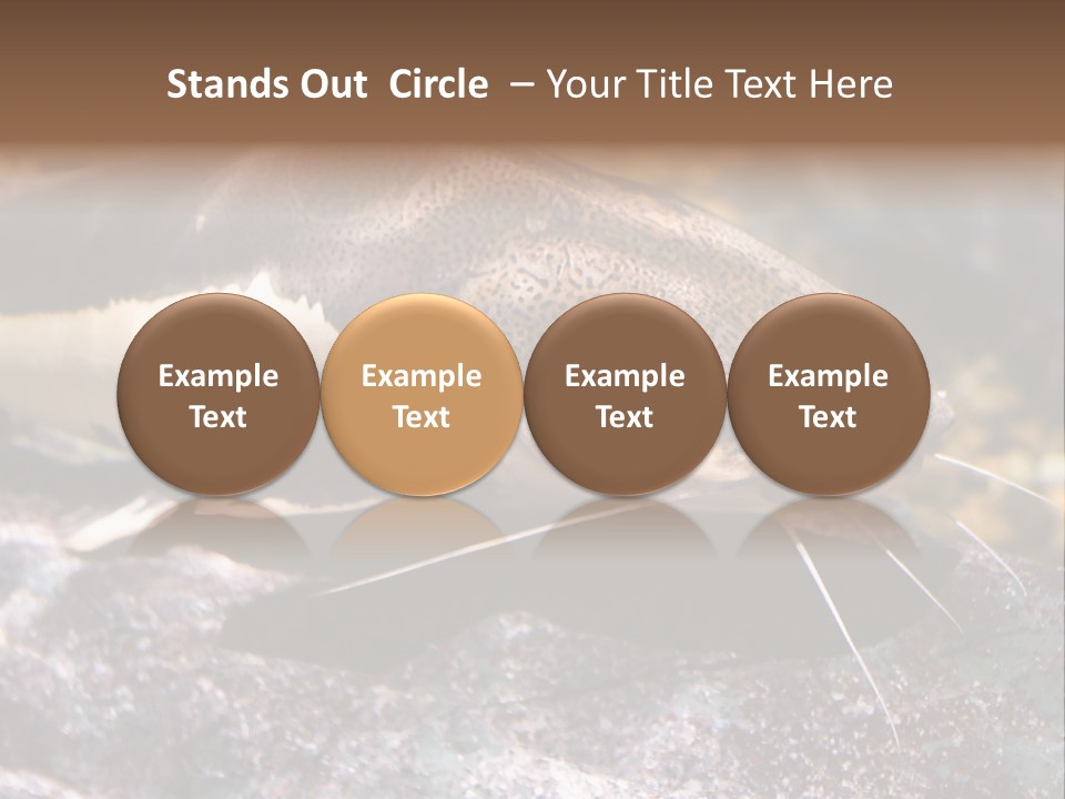 Close Up Of A Large Catfish PowerPoint Template