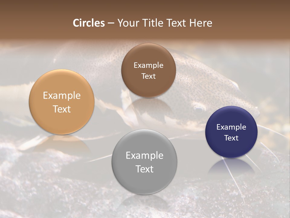 Close Up Of A Large Catfish PowerPoint Template