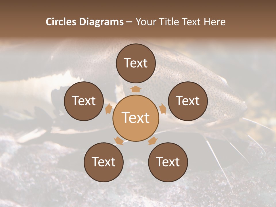 Close Up Of A Large Catfish PowerPoint Template