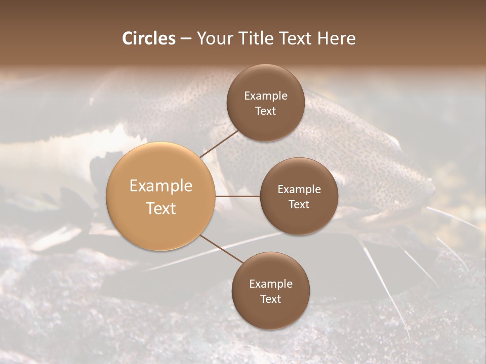 Close Up Of A Large Catfish PowerPoint Template