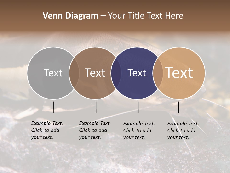 Close Up Of A Large Catfish PowerPoint Template