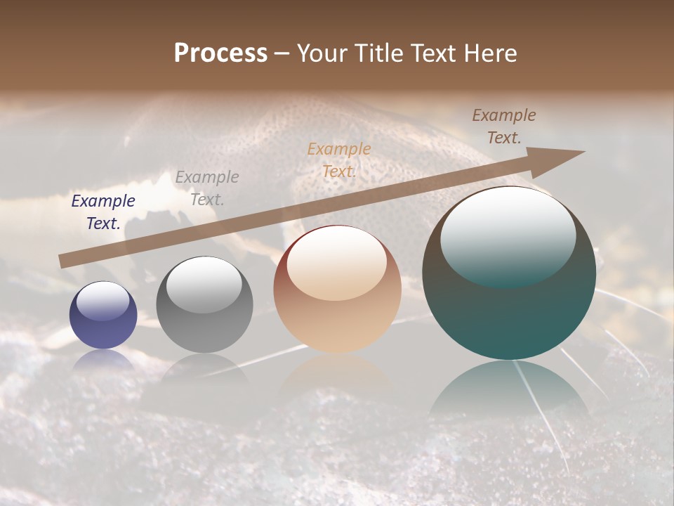 Close Up Of A Large Catfish PowerPoint Template