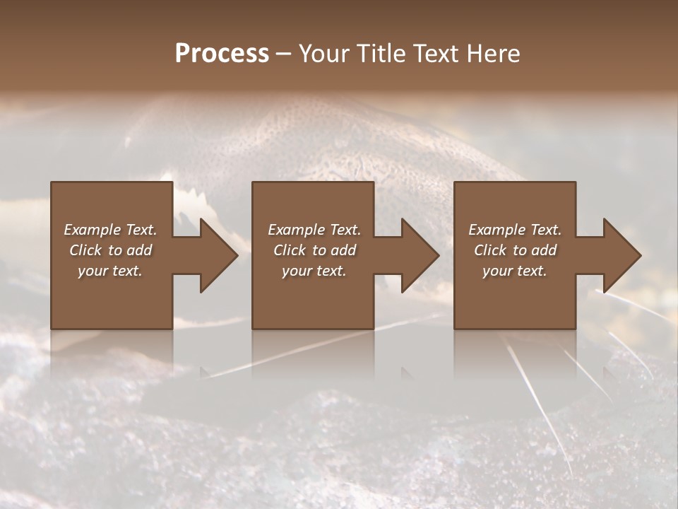 Close Up Of A Large Catfish PowerPoint Template