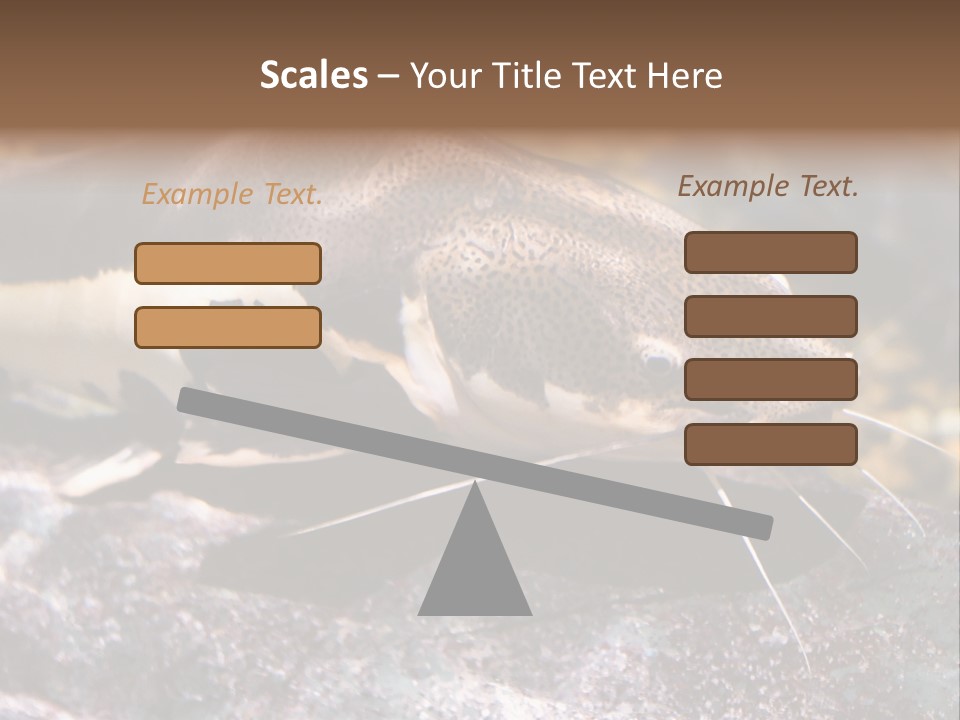 Close Up Of A Large Catfish PowerPoint Template