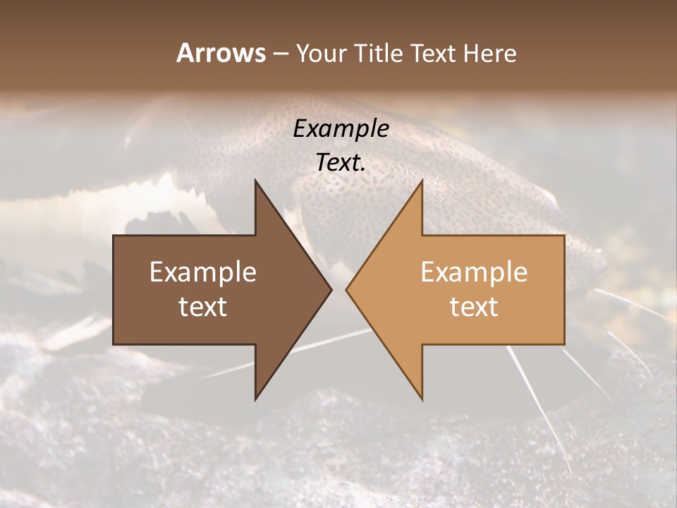 Close Up Of A Large Catfish PowerPoint Template