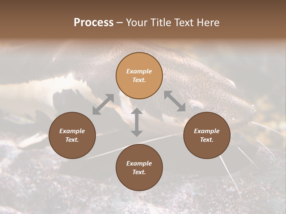 Close Up Of A Large Catfish PowerPoint Template