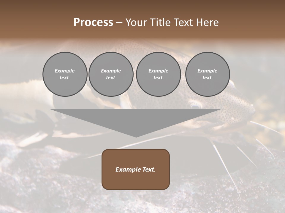 Close Up Of A Large Catfish PowerPoint Template