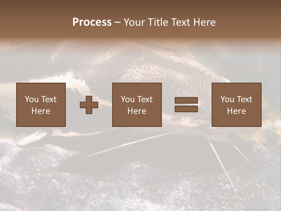 Close Up Of A Large Catfish PowerPoint Template