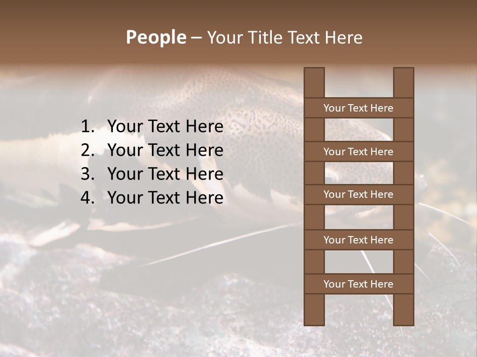 Close Up Of A Large Catfish PowerPoint Template