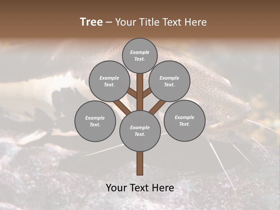 Close Up Of A Large Catfish PowerPoint Template