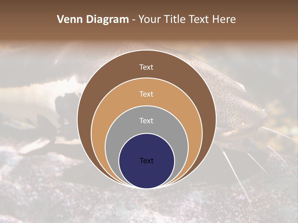 Close Up Of A Large Catfish PowerPoint Template