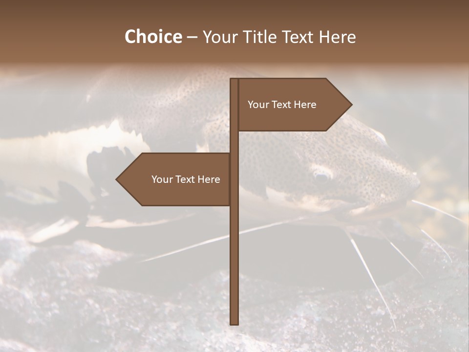 Close Up Of A Large Catfish PowerPoint Template