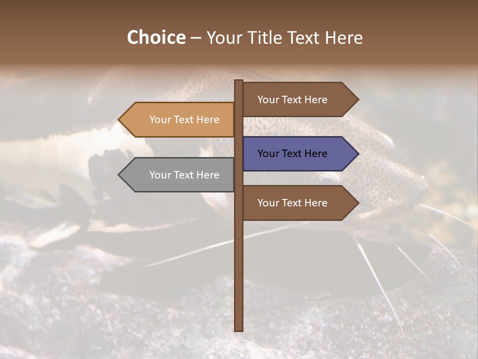 Close Up Of A Large Catfish PowerPoint Template