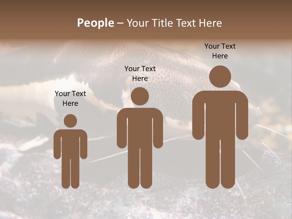 Close Up Of A Large Catfish PowerPoint Template