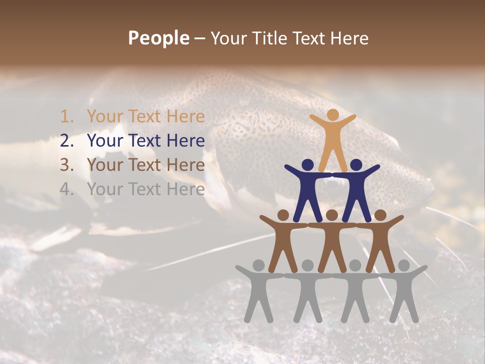 Close Up Of A Large Catfish PowerPoint Template