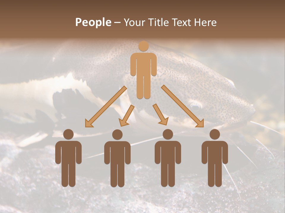 Close Up Of A Large Catfish PowerPoint Template