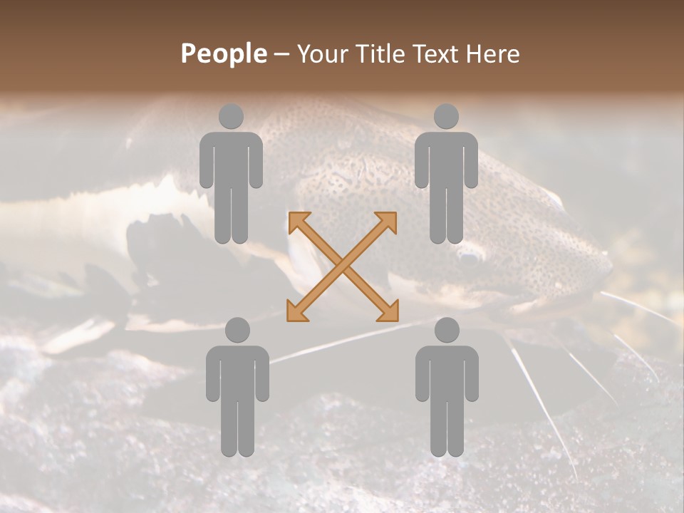Close Up Of A Large Catfish PowerPoint Template