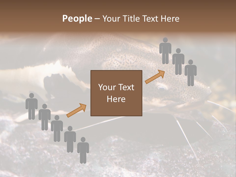 Close Up Of A Large Catfish PowerPoint Template