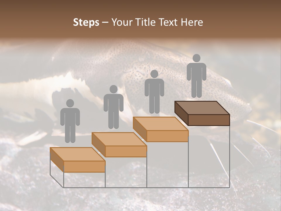 Close Up Of A Large Catfish PowerPoint Template