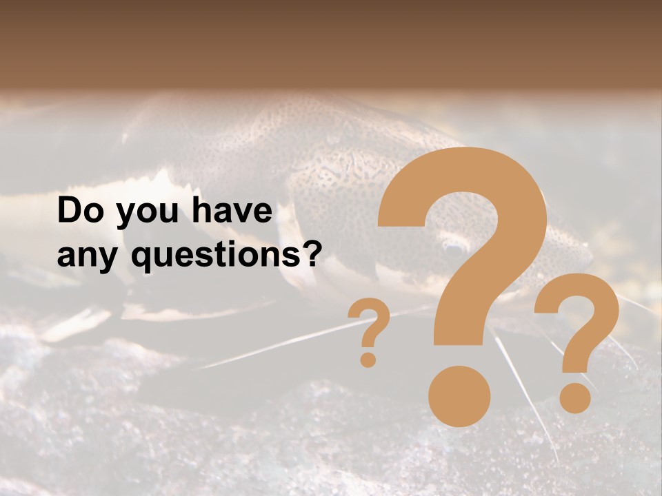 Close Up Of A Large Catfish PowerPoint Template