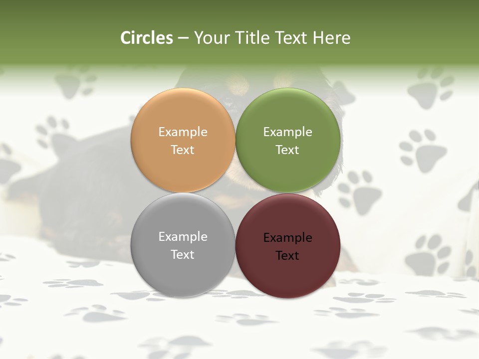 Cute Purebred Cocker Spaniel Puppy Laid Down On A Sofa PowerPoint Template