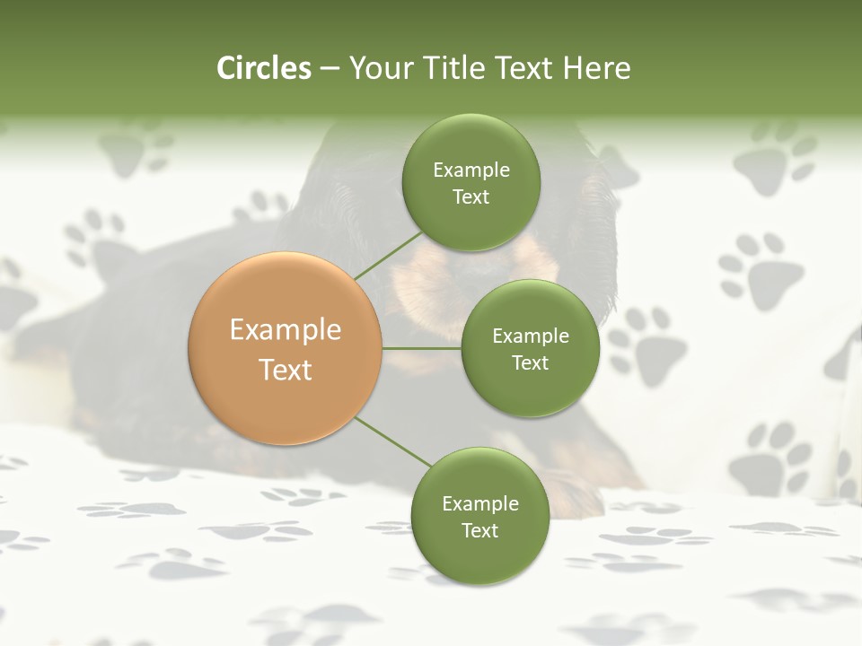 Cute Purebred Cocker Spaniel Puppy Laid Down On A Sofa PowerPoint Template