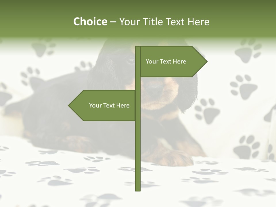 Cute Purebred Cocker Spaniel Puppy Laid Down On A Sofa PowerPoint Template