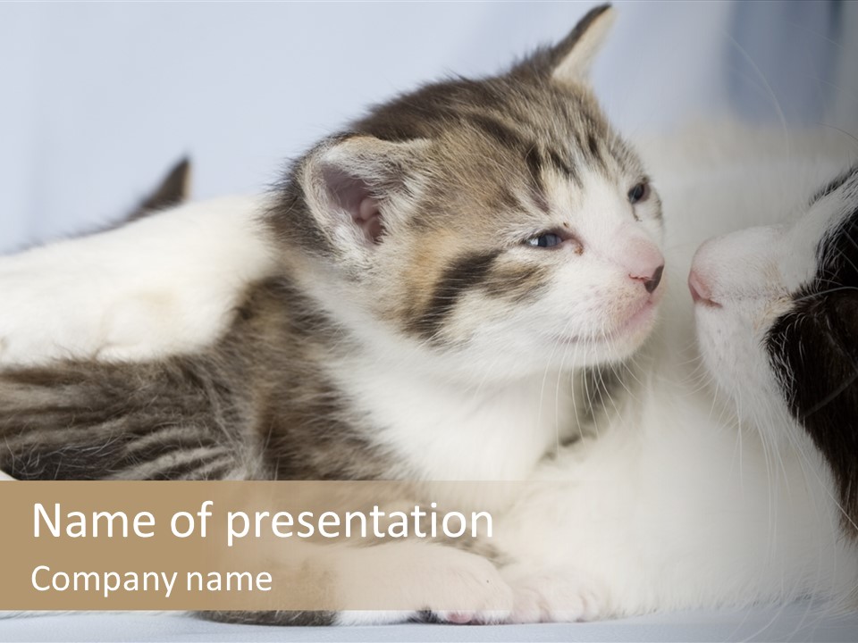 Kitten With Mom PowerPoint Template