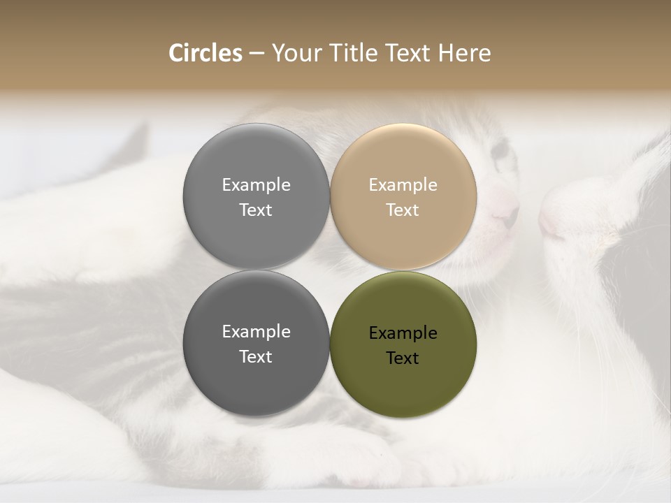 Kitten With Mom PowerPoint Template